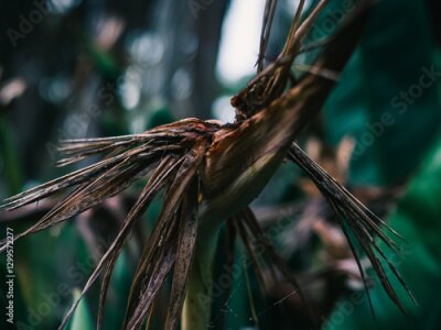 Papier peint  Strelitzia plant