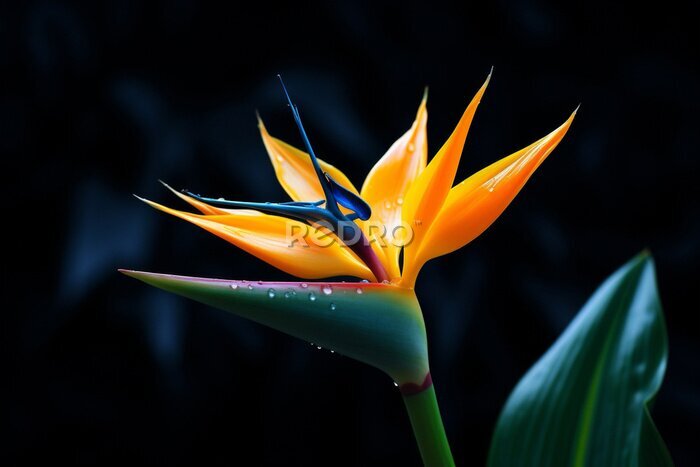 Papier peint  Strelitzia plant botanical tropic colored paradise leaf colorful nature flower exotic macro flora multi