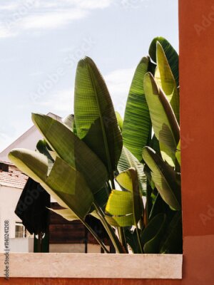 Papier peint  Strelitzia plant green leaves bush