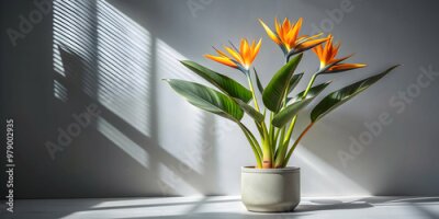 Papier peint  Strelitzia plant in a pot blooming with shadows, Strelitzia, plant, blooming, pot, indoor, tropical, exotic, vibrant