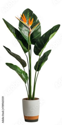 Papier peint  Strelitzia Plant in a pot, no background