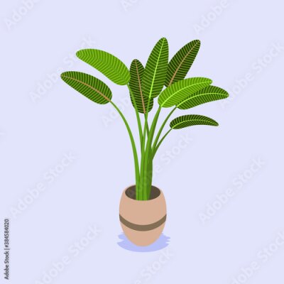 Papier peint  Strelitzia plant in a pot. Vector illustration of a home plant in a flat style.