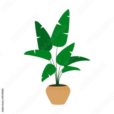 Papier peint  Strelitzia plant in flowerpot. Hand drawn houseplant. Isolated vector illustration.