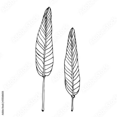 Papier peint  Strelitzia plant leaf, hand drawn vector illustration, isolated on a white background