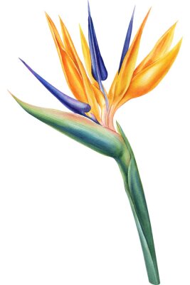 Papier peint  Strelitzia, plant of bird-of-paradis, tropical flower of paradise, white background, watercolor botanical painting