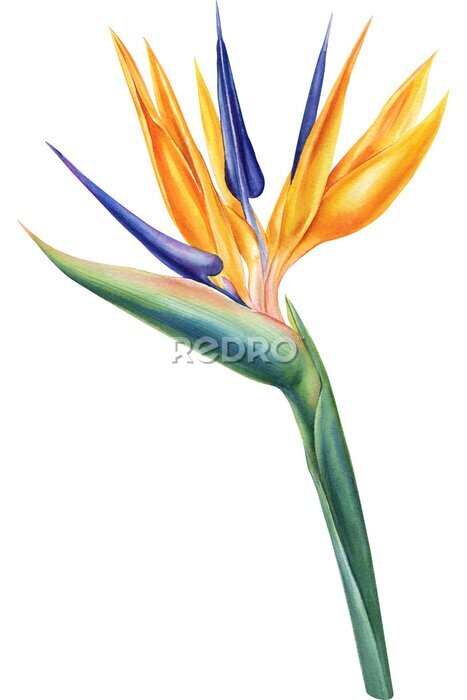 Papier peint  Strelitzia, plant of bird-of-paradis, tropical flower of paradise, white background, watercolor botanical painting