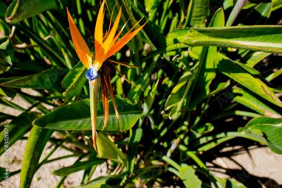 Papier peint  Strelitzia. Plante tropicale à la fleur d'oranger Fleur en fleurs