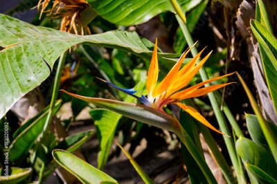 Papier peint  Strelitzia. Plante tropicale à la fleur d'oranger Fleur en fleurs