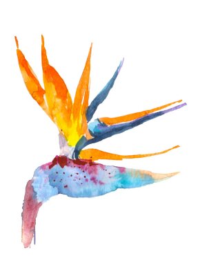 Papier peint  Strelitzia plante tropicale. Aquarelle dessinés à la main des fleurs et des feuilles. Concevez des cartes d'invitation, de mariage ou de souhaits. Concept de fleur Concept tropical