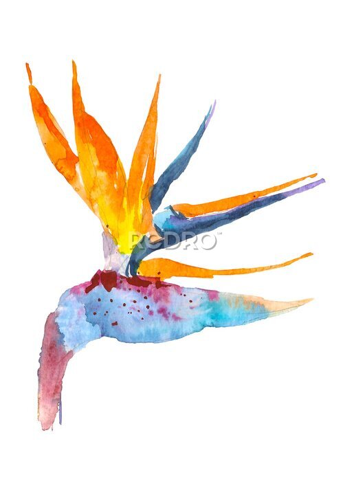 Papier peint  Strelitzia plante tropicale. Aquarelle dessinés à la main des fleurs et des feuilles. Concevez des cartes d'invitation, de mariage ou de souhaits. Concept de fleur Concept tropical