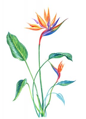 Papier peint  Strelitzia, plante tropicale avec feuilles et fleurs, aquarelle sur fond blanc, isolé avec un tracé de détourage.