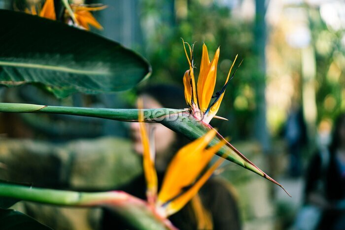 Papier peint  Strelitzia plants in bloom in a park