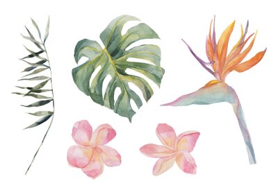 Papier peint  Strelitzia, plumeria, monstera, palm leaf. Tropical exotic plants set. Watercolor colorful flowers. Object isolated on white background. Set for textile, design, backgrounds.