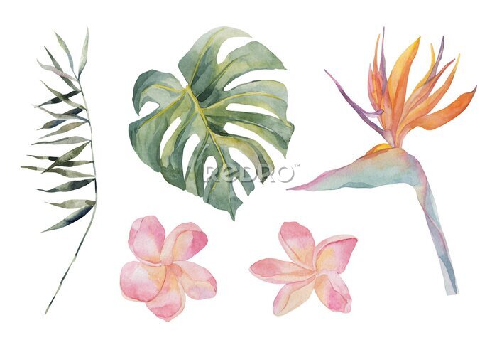 Papier peint  Strelitzia, plumeria, monstera, palm leaf. Tropical exotic plants set. Watercolor colorful flowers. Object isolated on white background. Set for textile, design, backgrounds.