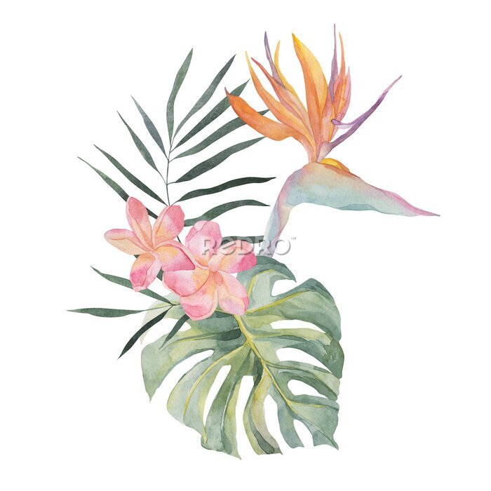 Papier peint  Strelitzia, plumeria, monstera, palm leaf. Watercolor Hand drawn botanical illustrations composition. Isolated on white background. Summer beach print. For design, textiles, wear.