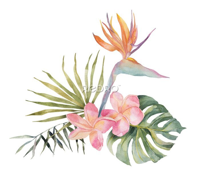 Papier peint  Strelitzia, plumeria, monstera, palm leaf. Watercolor Hand drawn botanical illustrations composition. Isolated on white background. Summer beach print. For design, textiles, wear.