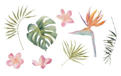 Papier peint  Strelitzia, plumeria, monstera, palm leaves. Tropical jungle plants. Watercolor hand drawn colorful set. Object isolated on white background. For textile, design, backgrounds.