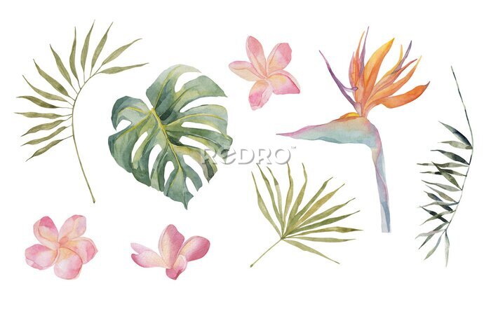 Papier peint  Strelitzia, plumeria, monstera, palm leaves. Tropical jungle plants. Watercolor hand drawn colorful set. Object isolated on white background. For textile, design, backgrounds.
