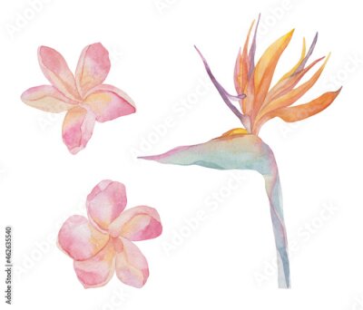 Papier peint  Strelitzia, plumeria. Set with bright tropical exotic plants. Watercolor colorful flowers. Object isolated on white background. Set for textile, wrapping paper, backgrounds.