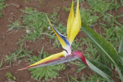 Papier peint  Strelitzia regina