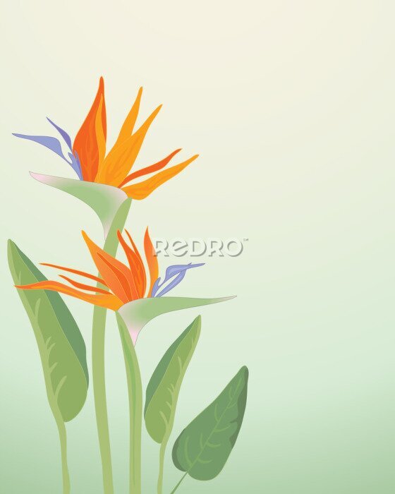 Papier peint  Strelitzia regina