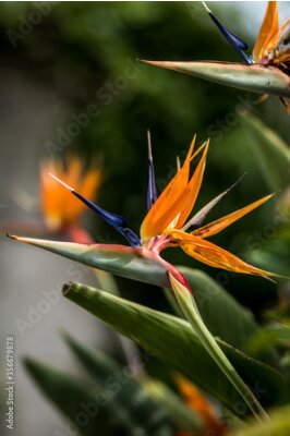 Papier peint  Strelitzia regina bird of paradise