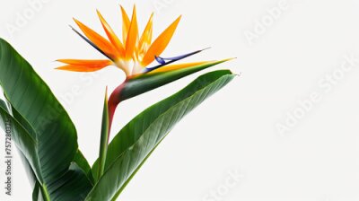 Papier peint  Strelitzia Regina flower close-up