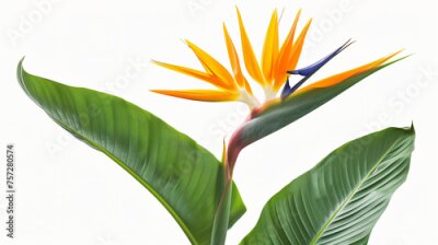 Papier peint  Strelitzia Regina flower close-up