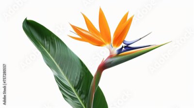 Papier peint  Strelitzia Regina flower close-up