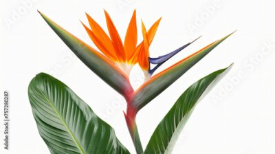 Papier peint  Strelitzia Regina flower close-up