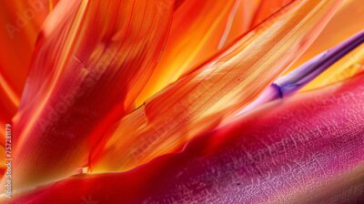 Papier peint  Strelitzia Regina flower close-up