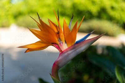 Papier peint  strelitzia regina, strelitzya