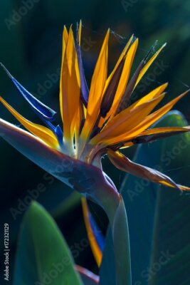 Papier peint  Strelitzia reginae