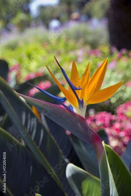 Papier peint  Strelitzia reginae