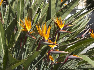 Papier peint  Strelitzia reginae