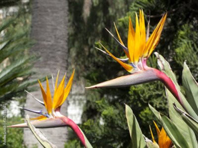 Papier peint  Strelitzia reginae