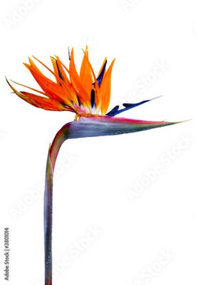 Papier peint  Strelitzia reginae