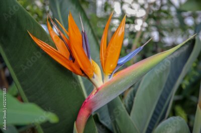 Papier peint  Strelitzia reginae