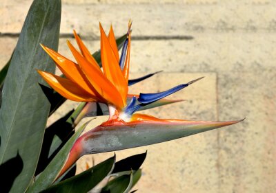 Papier peint  STRELITZIA REGINAE 