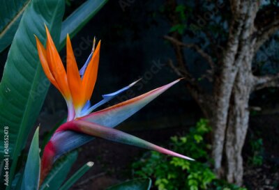 Papier peint  Strelitzia reginae