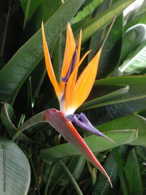 Papier peint  Strelitzia reginae