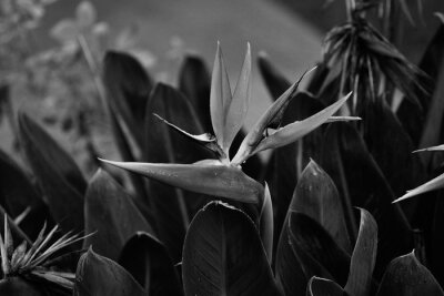 Papier peint  Strelitzia reginae