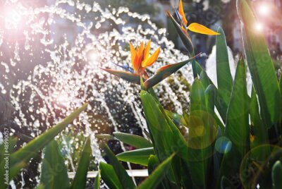 Papier peint  STRELITZIA REGINAE