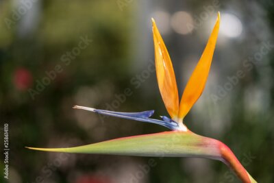 Papier peint  strelitzia reginae