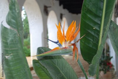 Papier peint  STRELITZIA REGINAE