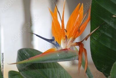 Papier peint  STRELITZIA REGINAE