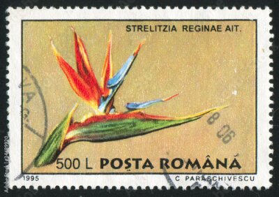 Papier peint  Strelitzia reginae