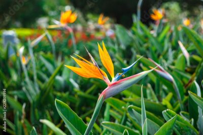 Papier peint  Strelitzia reginae