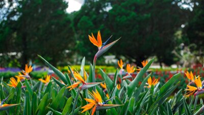 Papier peint  Strelitzia reginae
