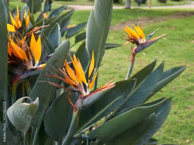 Papier peint  Strelitzia reginae
